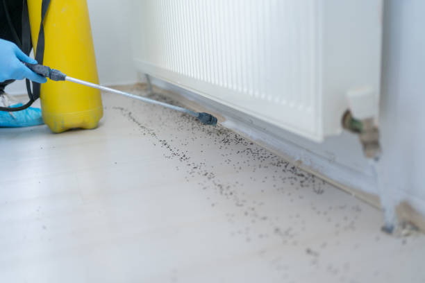 Best Pest Control Treatment  in Lenox, IA