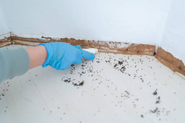 Professional Pest Control in Lenox, IA